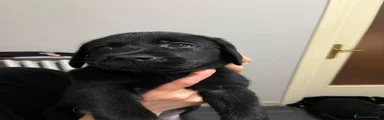 Labrador 2