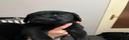 Labrador cani in vendita: Cucciolata labrador retriever neri  a Provincia di Avellino - Annuncio 8
