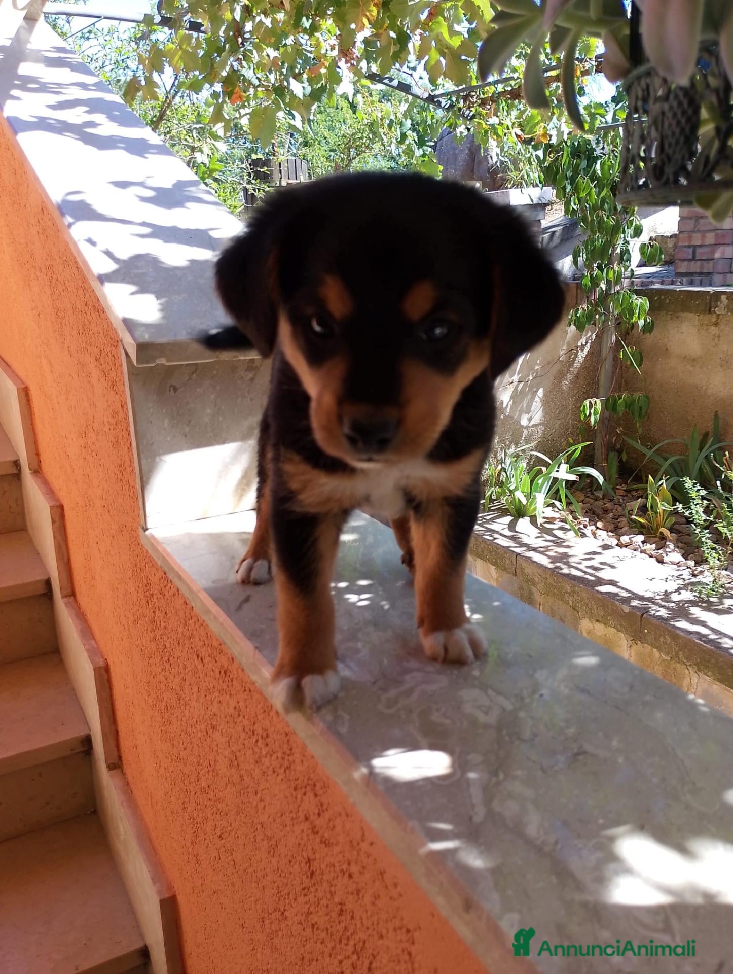 Meticcio cani Cuccioli  - Annuncio 12