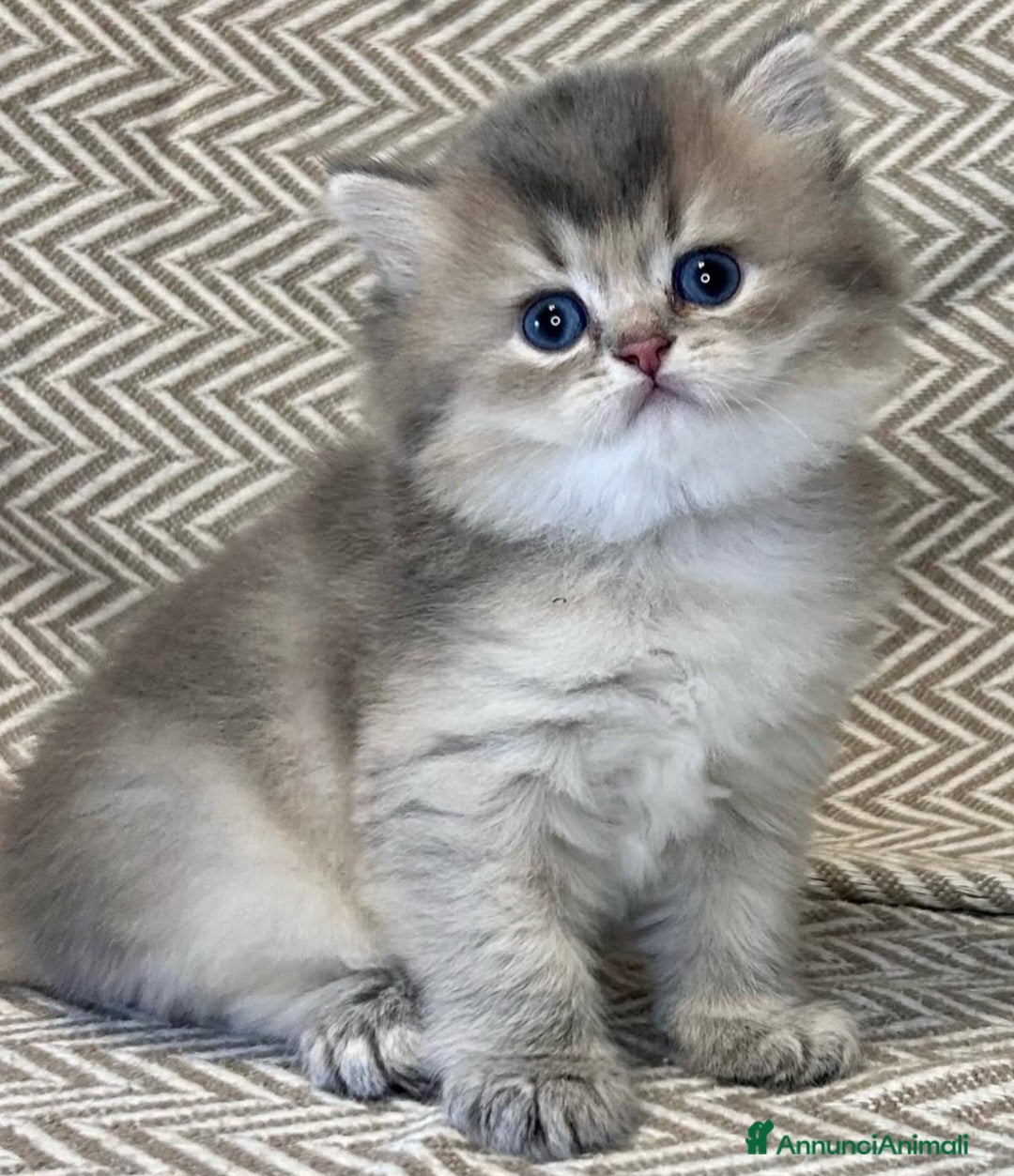 British gatti Bellissimi cuccioli di british shorthair golden - Annuncio 1