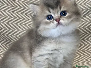 British gatti Bellissimi cuccioli di british shorthair golden - Annuncio 20