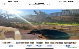 Pastore Belga cani in regalo: Pastore belga/tedesco  a Città metropolitana di Roma Capitale - Immagine 5