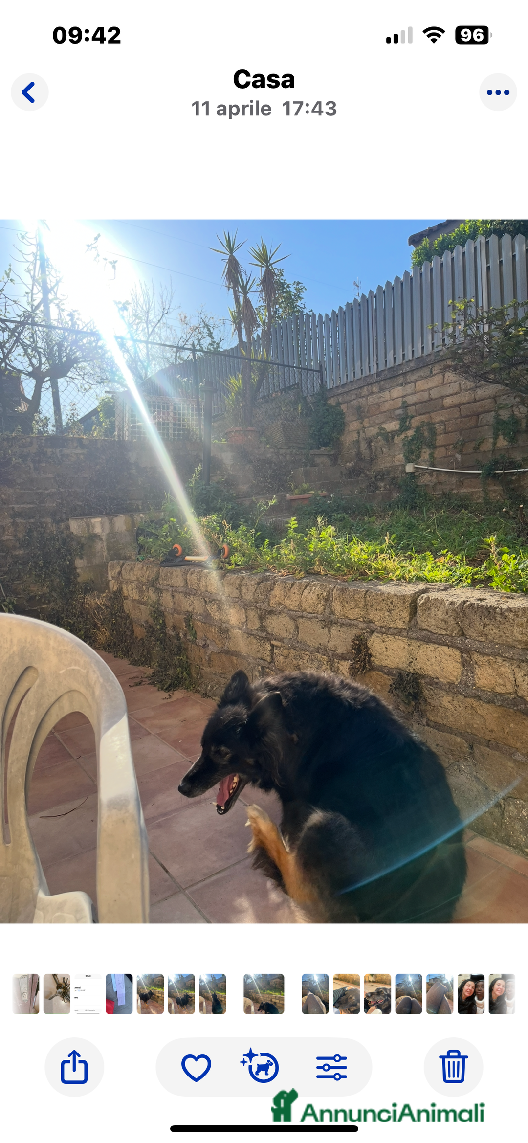 Pastore Belga cani in regalo: Pastore belga/tedesco  a Città metropolitana di Roma Capitale - Immagine 5