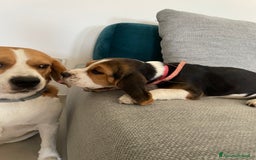 Beagle cani in vendita: Cuccioli di beagle a Provincia di Rimini - Immagine 6