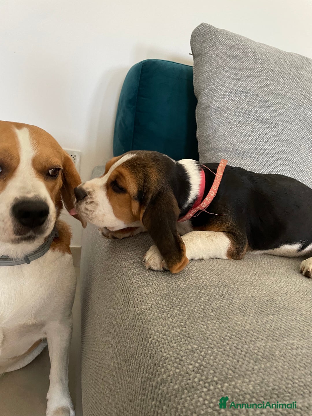 Beagle cani in vendita: Cuccioli di beagle a Provincia di Rimini - Immagine 6