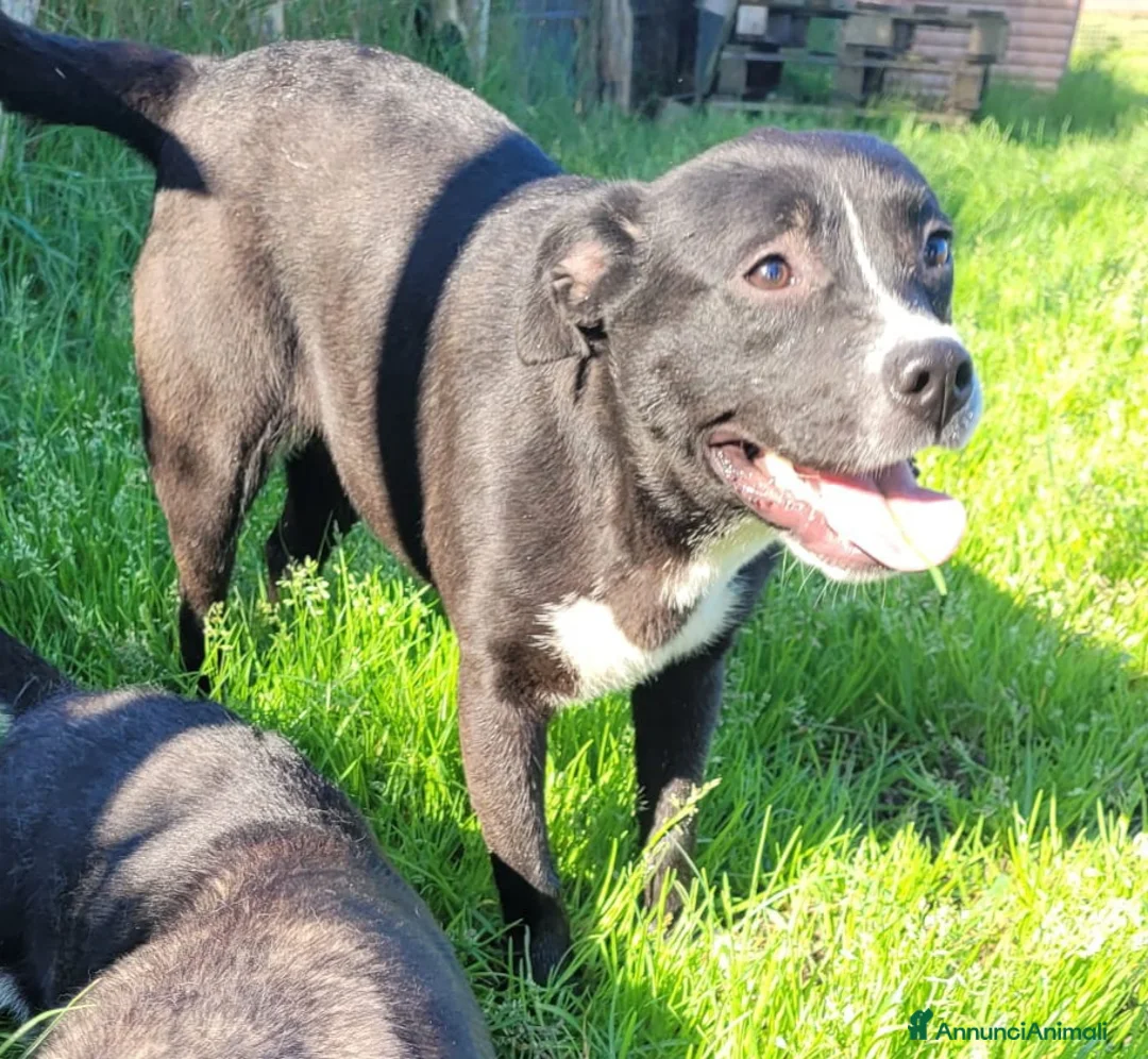 Meticcio cani in regalo: Roxanne-Rebecca-Rita - Annuncio 1