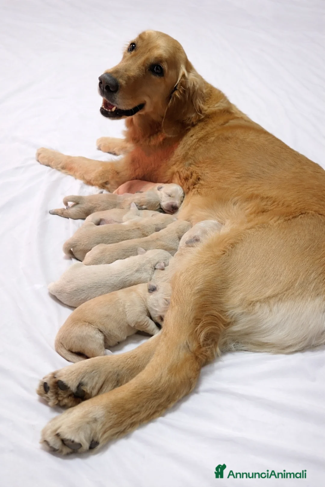 Golden Retriever cani in vendita: Cuccioli di Golden retriever  - Annuncio 1