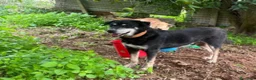 Meticcio cani in regalo: MusettoOLTRE 11ANNI DI CANILE!DEVE MORIRE LÌ?CATAN - Annuncio 2