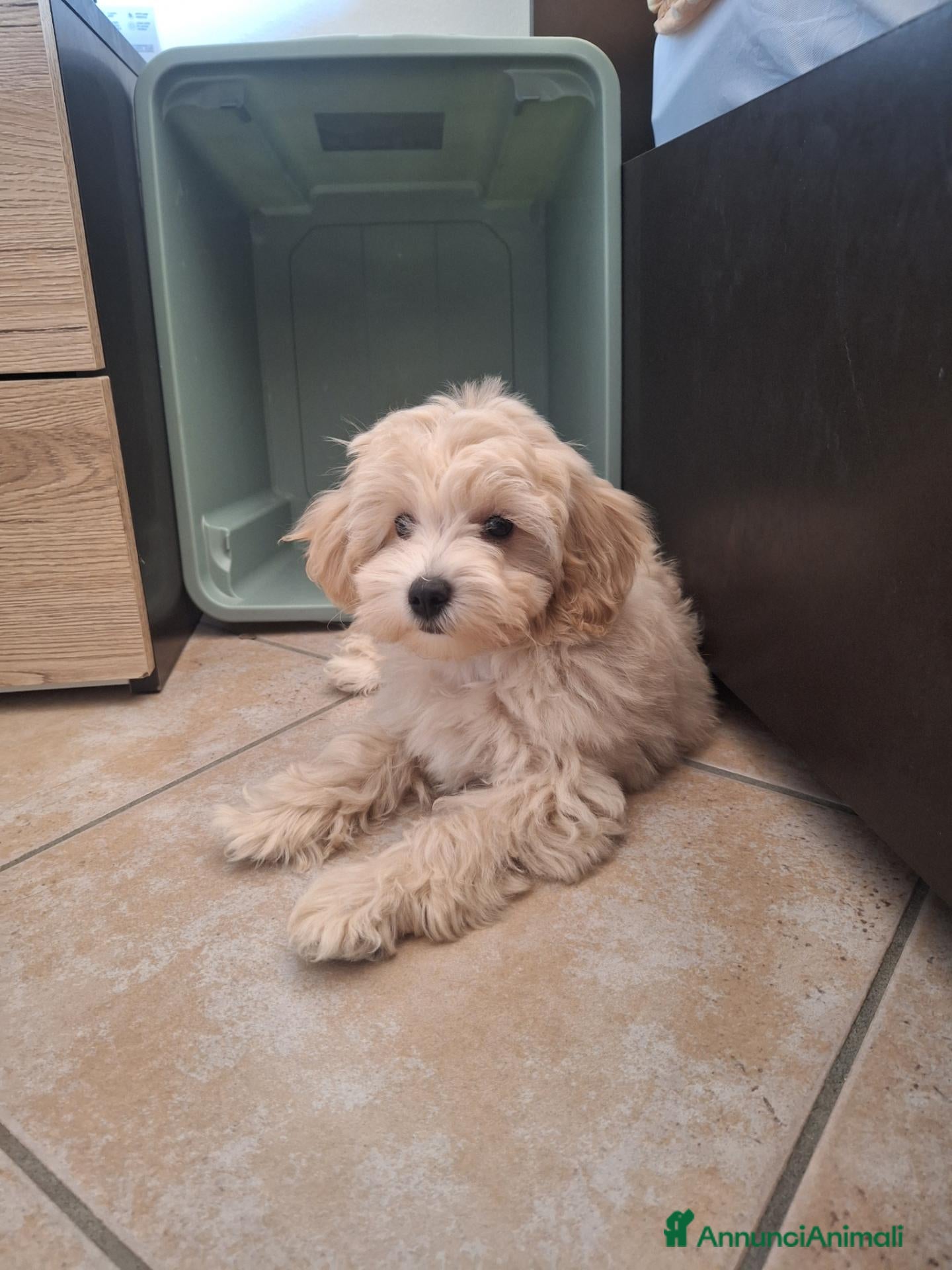 Maltipoo cani Cucciola Maltipoo - Annuncio 24