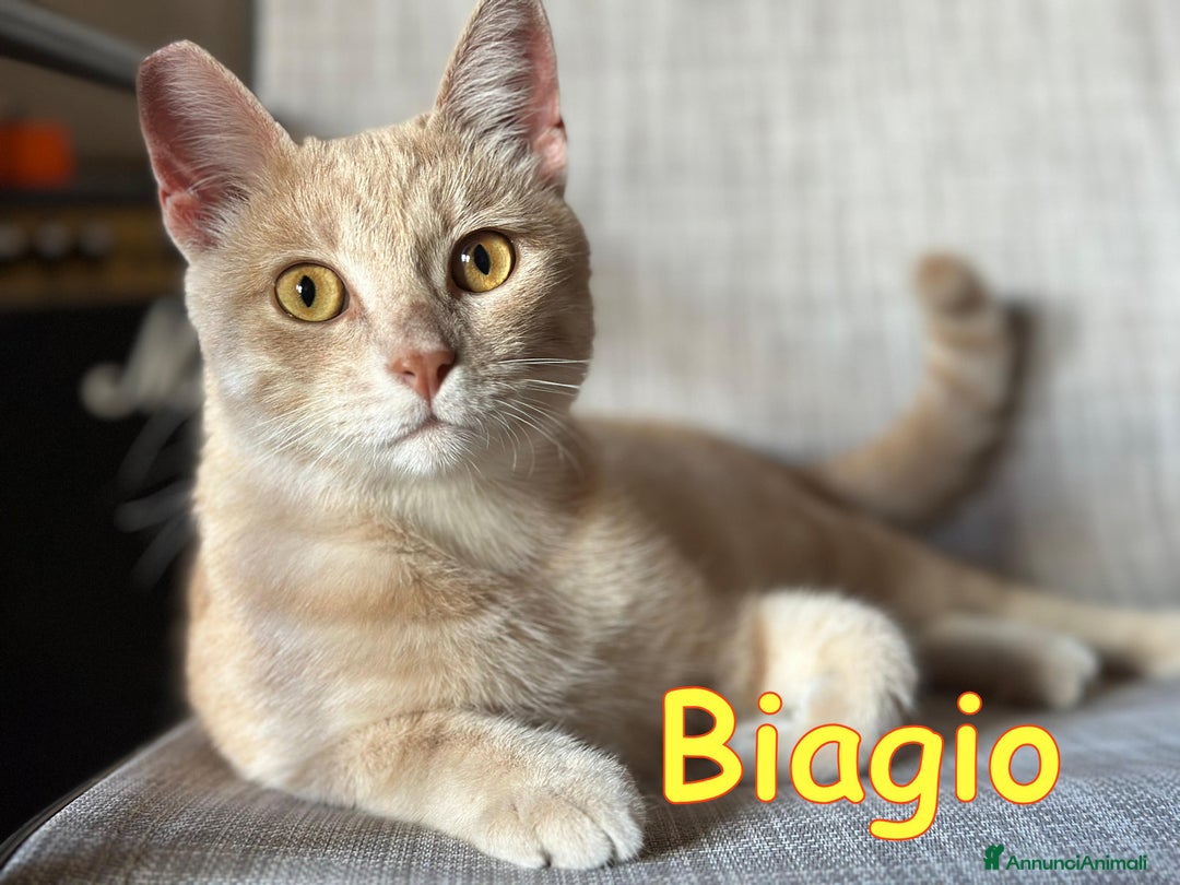 Europeo gatti in regalo: BIAGIO DOLCE GATTINO - Annuncio 1