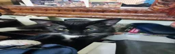 Meticcio gatti in regalo: Micetti in cerca di nuova casa - Annuncio 2