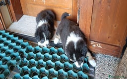 Australian Shepherd cani in vendita: cucciolata di sette fratelli con pedigree a Provincia autonoma di Trento - Immagine 6