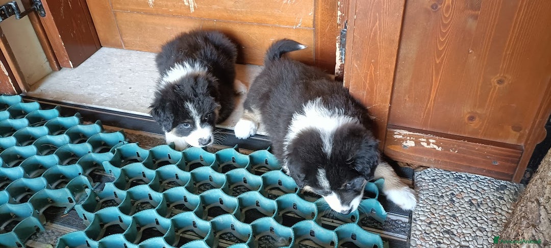 Australian Shepherd cani in vendita: cucciolata di sette fratelli con pedigree a Provincia autonoma di Trento - Immagine 6