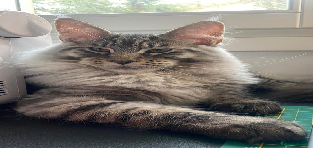 Immagine della galleria {{count}}