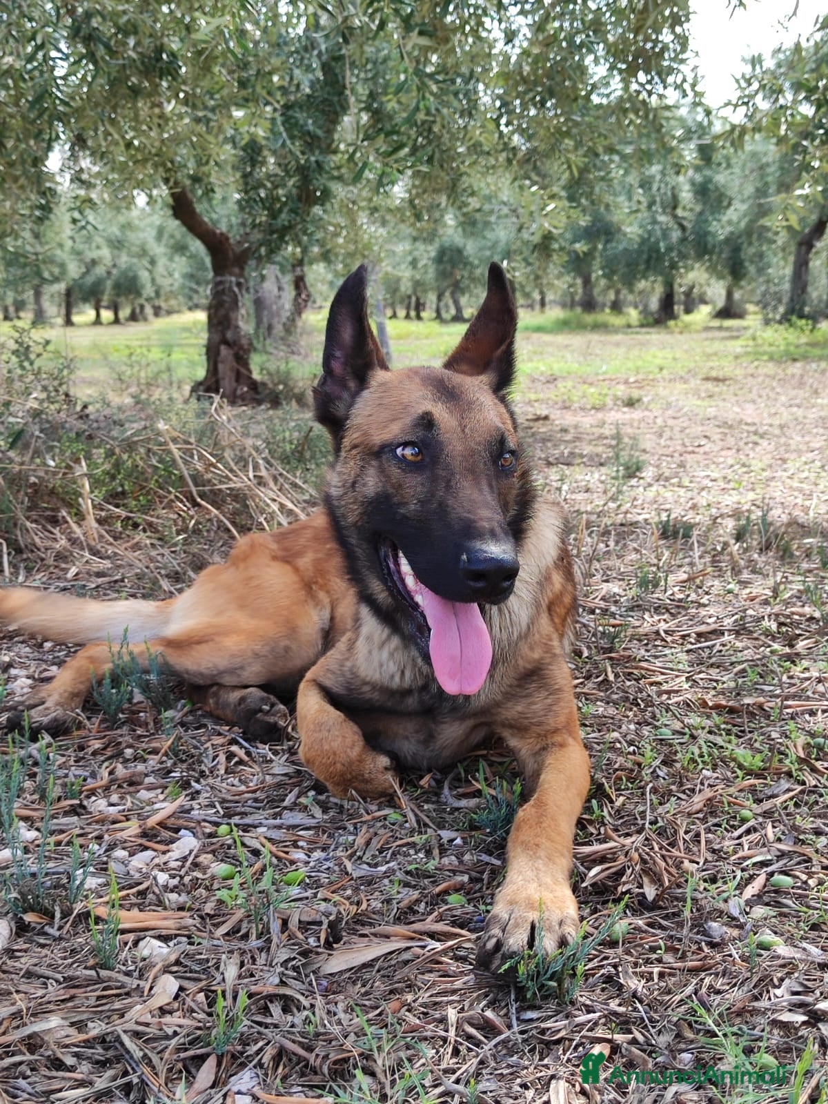 Pastore Belga cani Cuccioli Pastore Belga Malinois Bari Lecce Taranto a Città Metropolitana di Bari - Annuncio 2
