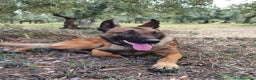 Pastore Belga cani in vendita: Cuccioli Pastore Belga Malinois Bari Lecce Taranto a Città Metropolitana di Bari - Annuncio 2