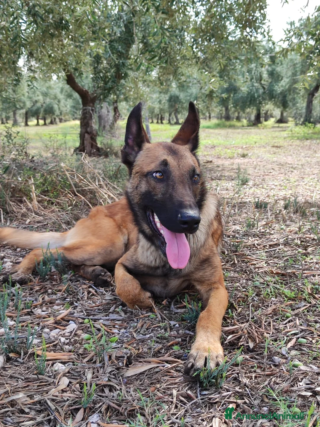 Pastore Belga cani in vendita: Cuccioli Pastore Belga Malinois Bari Lecce Taranto a Città Metropolitana di Bari - Annuncio 2
