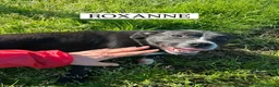 Meticcio cani in regalo: ROXANNE, cucciolandia - Annuncio 4