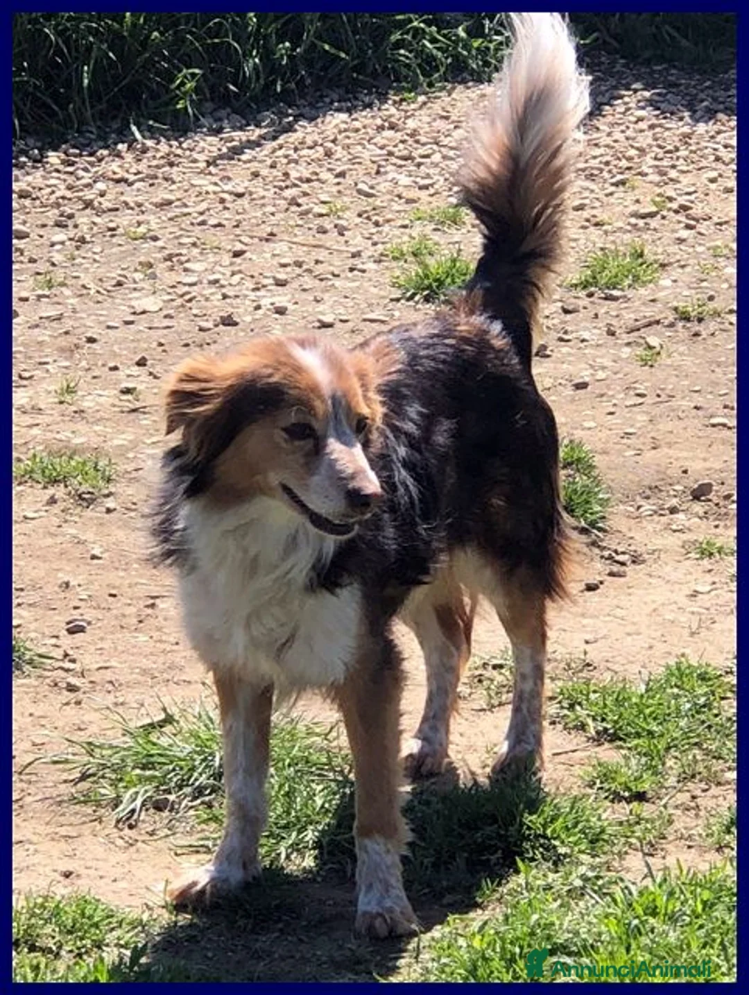 Meticcio cani in regalo: PERSEO simpatico peperino tg mediopicc. - Annuncio 6