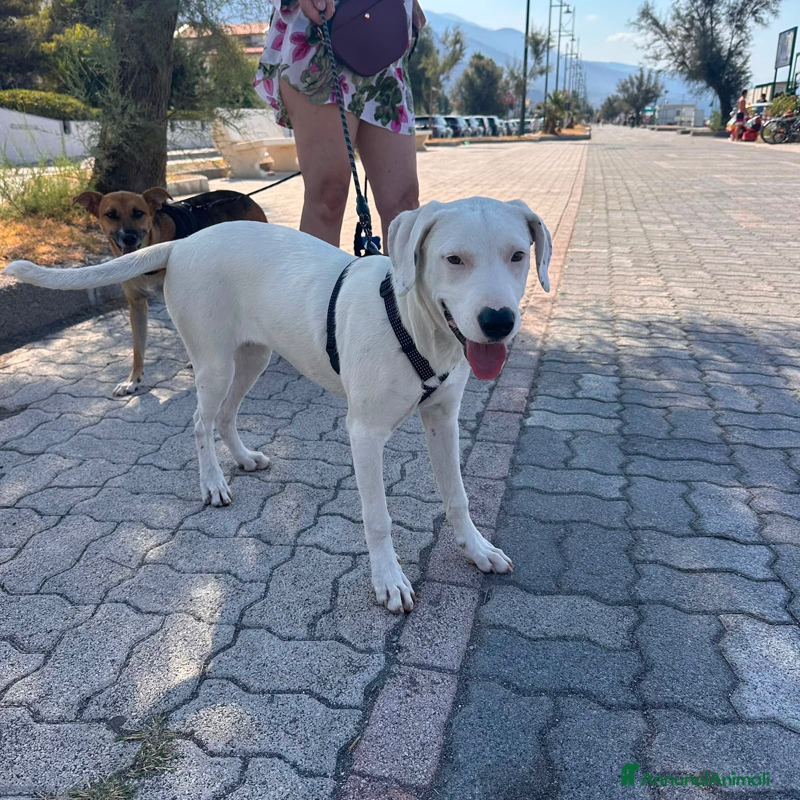 Meticcio cani Alice  - Annuncio 35