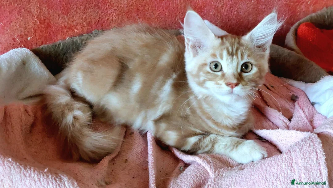 Maine Coon gatti in vendita: Maine Coon cucciola Red - Annuncio 8