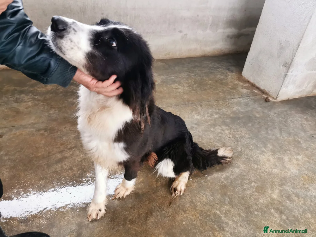 Bearded Collie cani in regalo: Dolcissimo black and white a Provincia di Viterbo - Annuncio 3