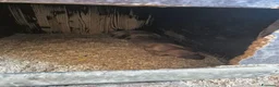 Segugio cani in vendita: Cucciolata Segugi italiani a Provincia di Asti - Annuncio 5