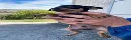 Pinscher Miniatura cani in vendita: Bellissimi e dolcissimi cuccioli di pincher nano a Provincia di Benevento - Annuncio 3