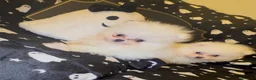 Volpino Pomerania cani in vendita: Splendida cuccioli di Pomerania bianchi - Annuncio 4