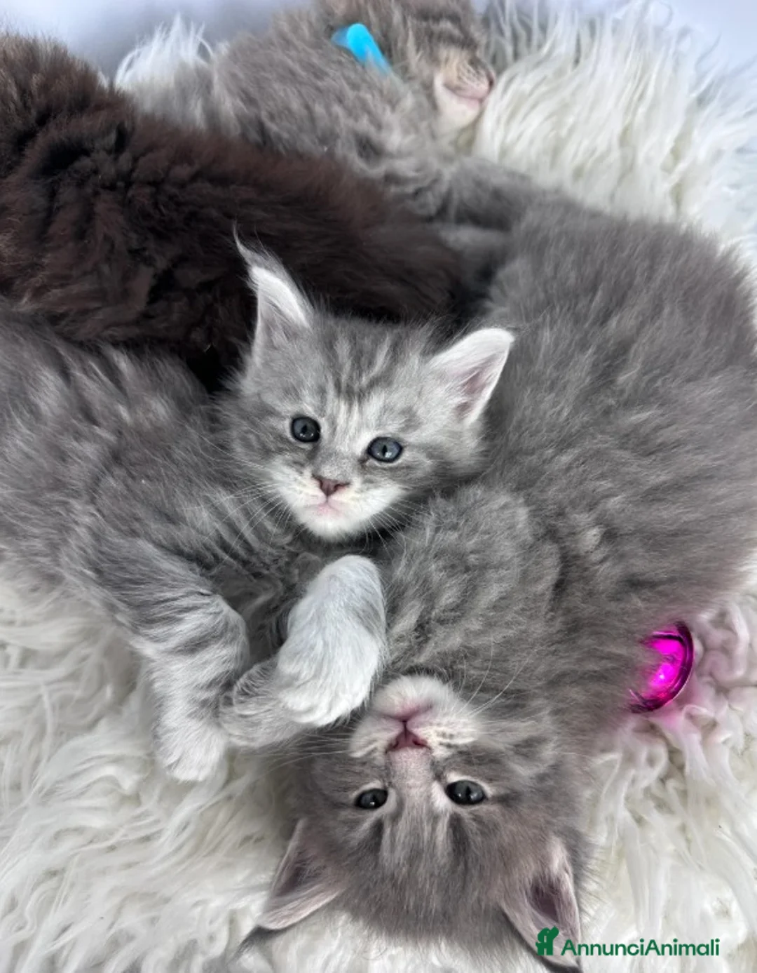 Maine Coon gatti in vendita: 6 splendidi gattini Maine Coon di razza pura - Annuncio 8