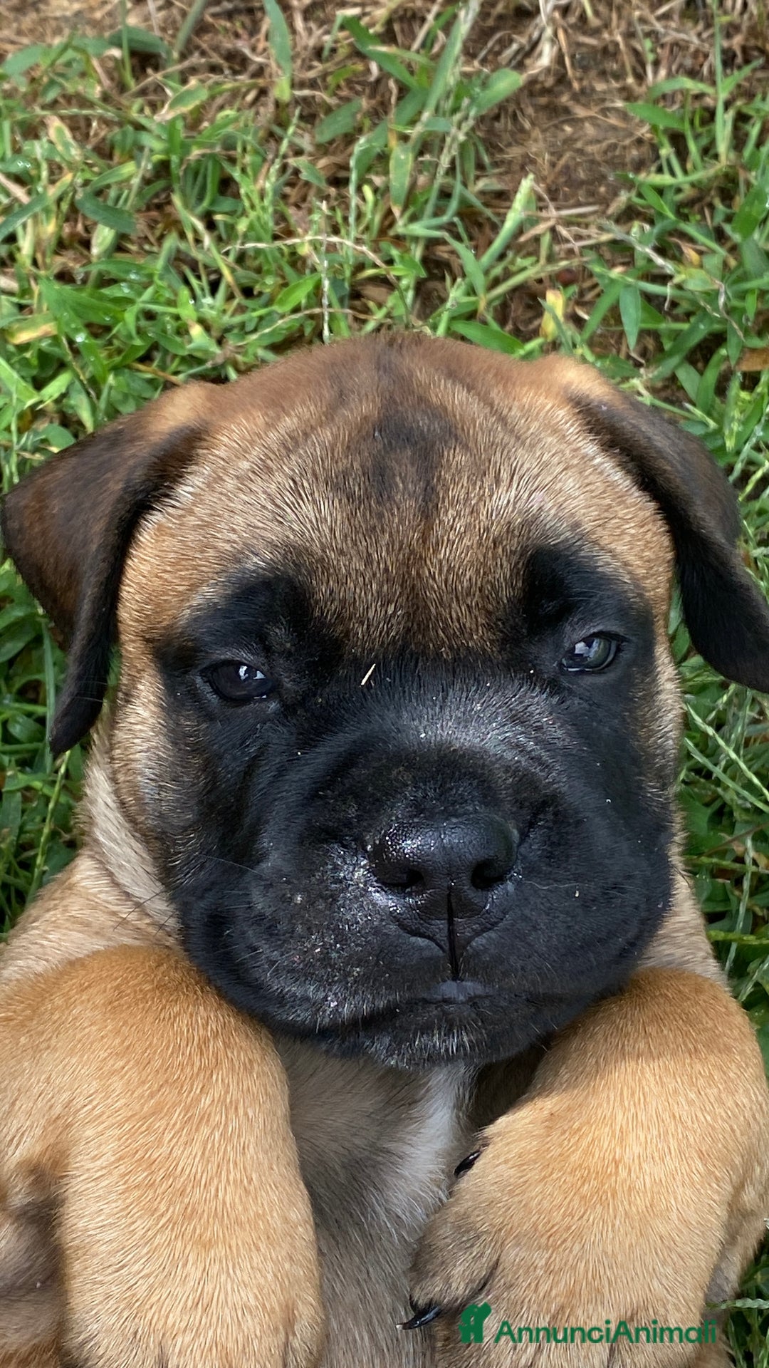 Bullmastiff cani in vendita: Cuccioli Bullmastiff  - Annuncio 15