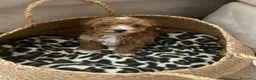 Barboncino cani in vendita: Barboncini Toy/nani - Annuncio 4