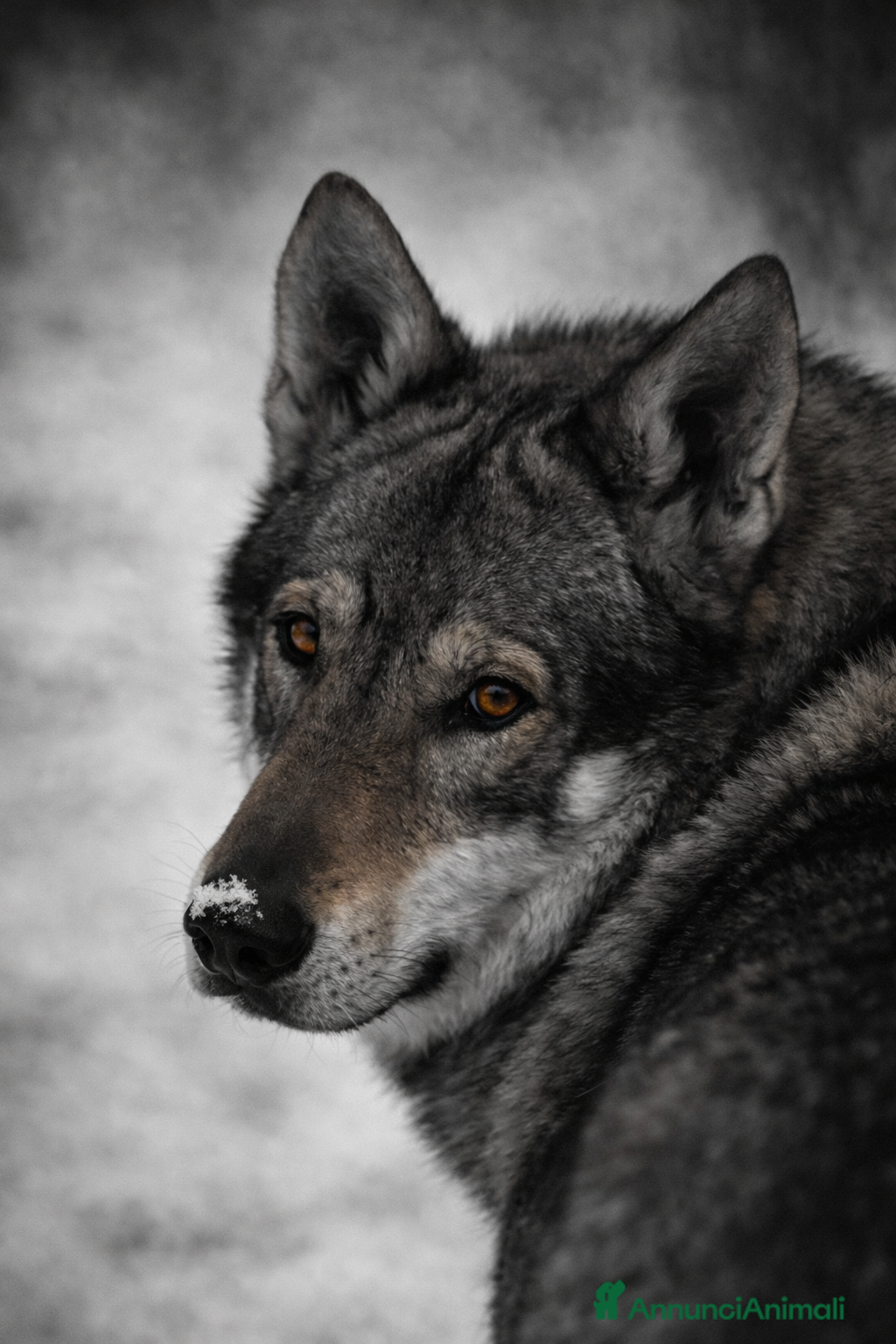 Lupo Cecoslovacco cani STALLONE PER ACCOPPIAMENTO - Annuncio 1