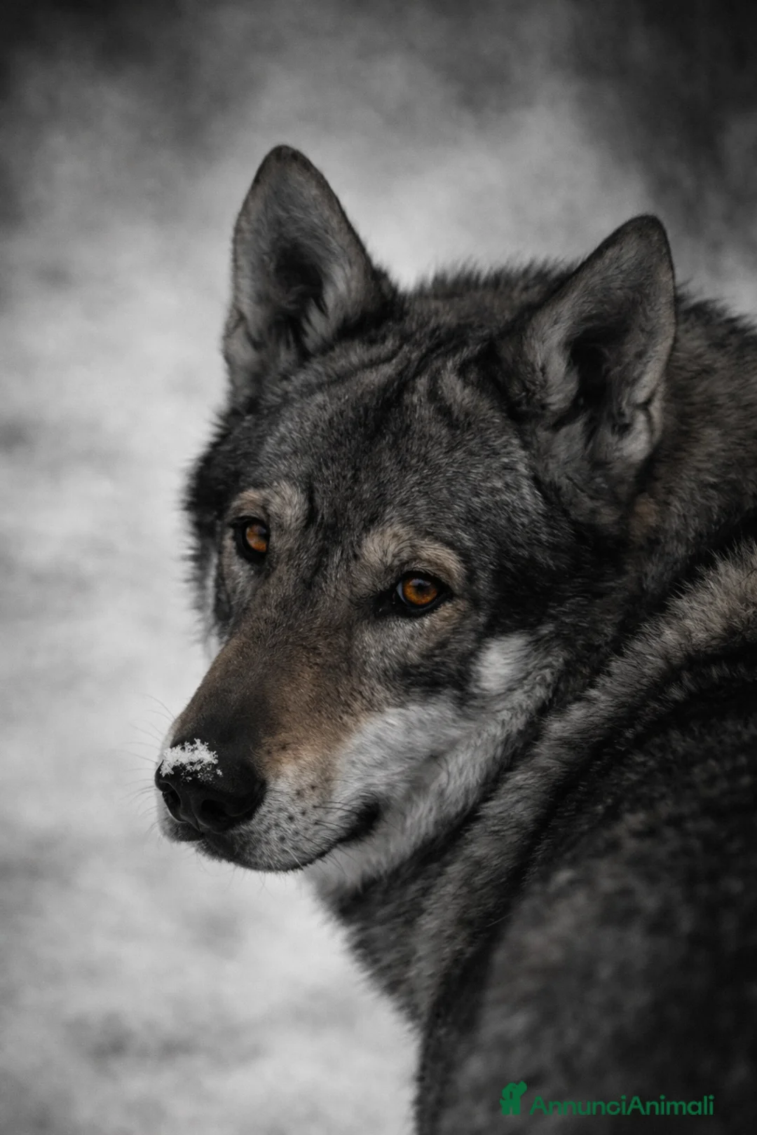 Lupo Cecoslovacco cani per accoppiamento: STALLONE PER ACCOPPIAMENTO - Annuncio 1