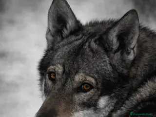 Lupo Cecoslovacco cani STALLONE PER ACCOPPIAMENTO - Annuncio 1