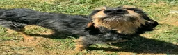 Segugio cani in regalo: Aramis 5 anni segugio - Annuncio 2