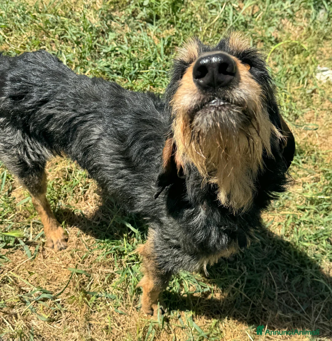 Segugio cani in regalo: Aramis 5 anni segugio - Annuncio 2