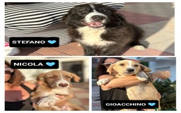 Meticcio cani in regalo: Stefano, Nicola & Giacomo, 3 mesi a Provincia di Bergamo - Immagine 1