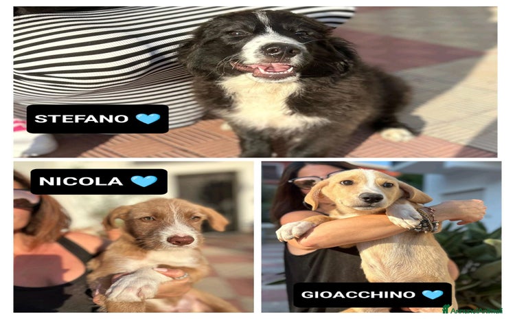 Meticcio cani a Provincia di Bergamo - Annuncio 4