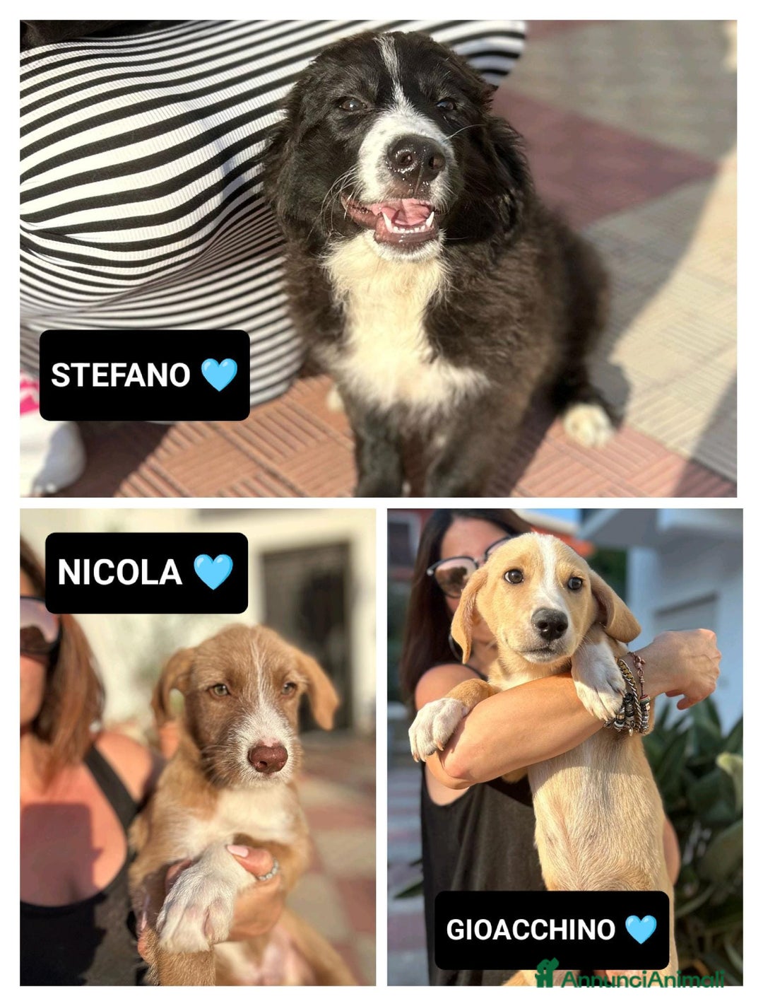 Meticcio cani in regalo: Stefano, Nicola & Giacomo, 3 mesi a Provincia di Bergamo - Immagine 1