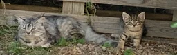 Europeo gatti in regalo: Gattini per adozione  - Annuncio 5