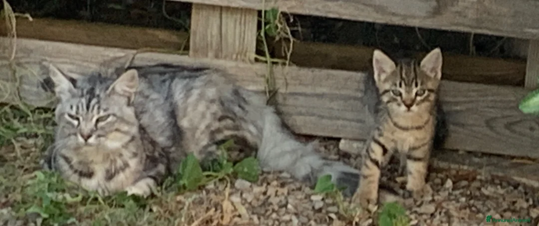 Europeo gatti in regalo: Gattini per adozione  - Annuncio 5