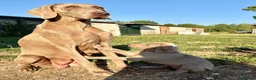 Weimaraner cani in vendita: Cucciolo di weimaraner  - Annuncio 6