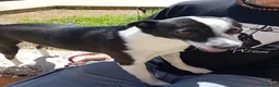 Meticcio cani in regalo: Spillo meticcio - Annuncio 1