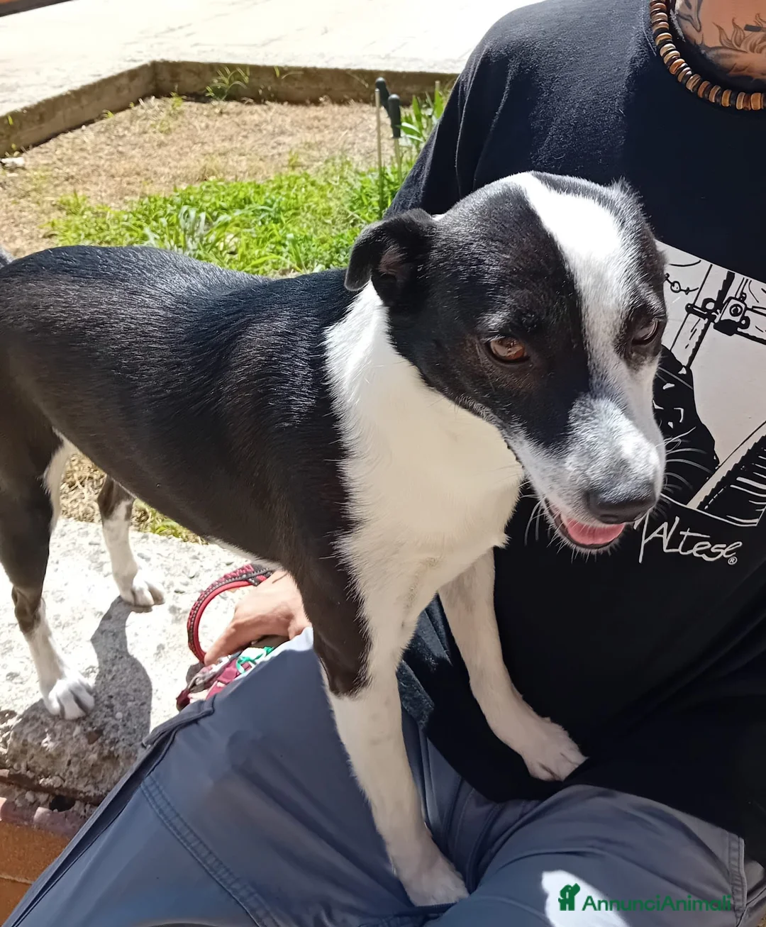 Meticcio cani in regalo: Spillo meticcio - Annuncio 1