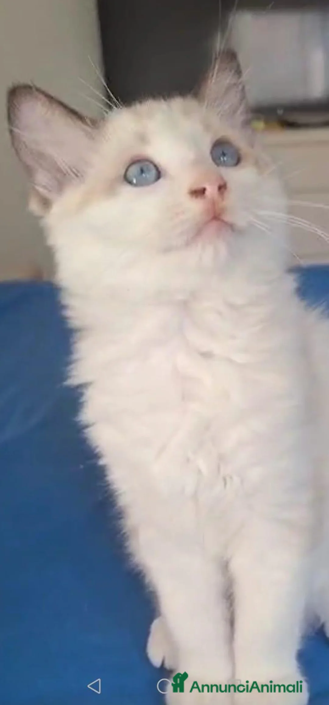 Ragdoll gatti in vendita: Ragdoll Cuccioli - Annuncio 5