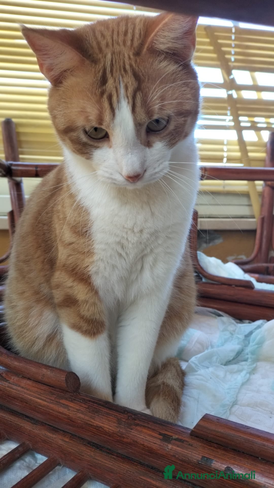 Meticcio gatti in regalo: Gerfild e Greta  - Annuncio 7