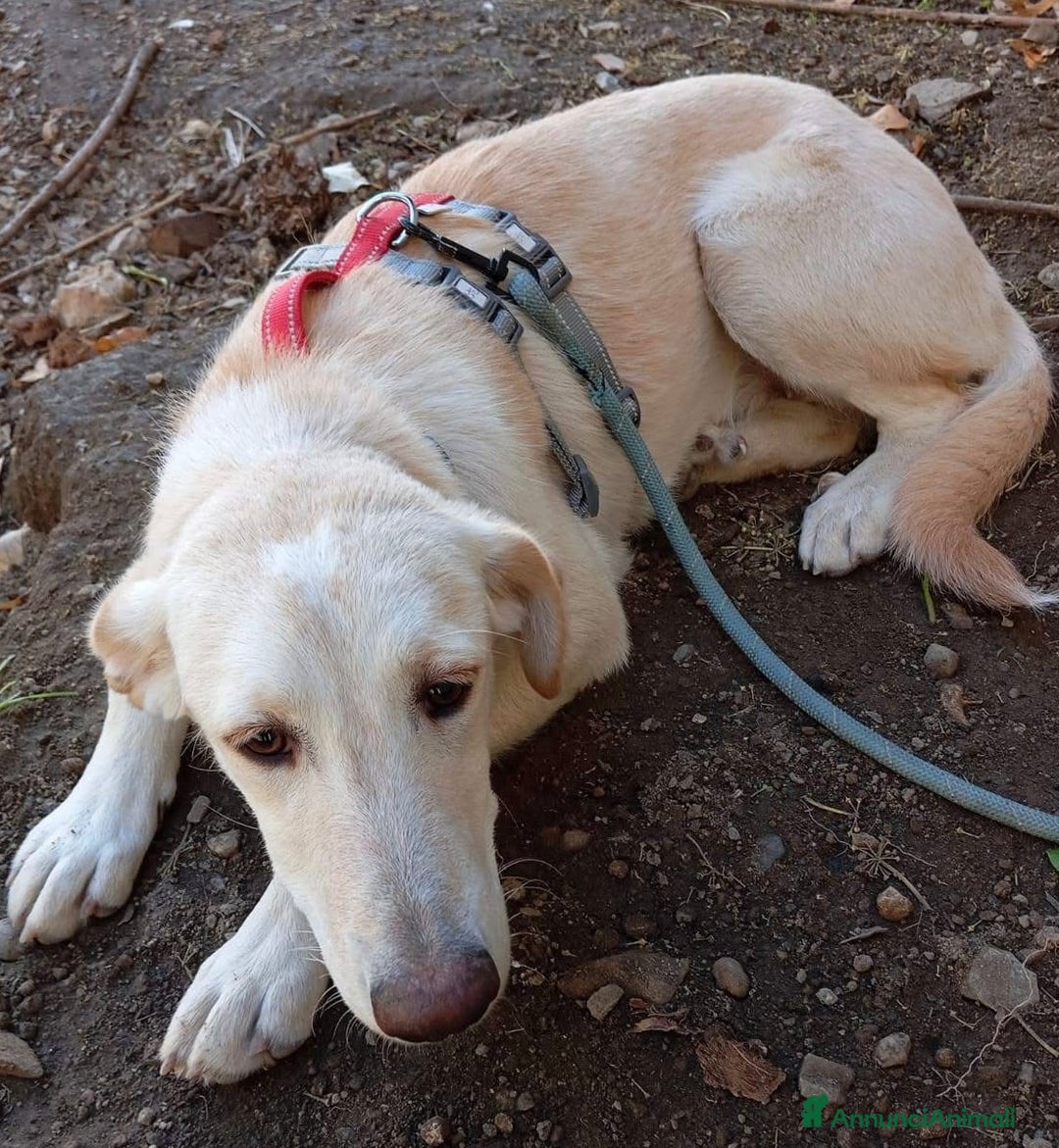 Meticcio cani in regalo: Shakira dolce cucciola 5 mesi taglia media  - Annuncio 3