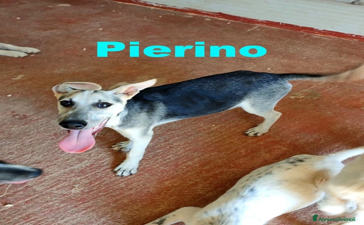 Altre razze cani a Città metropolitana di Milano - Annuncio 2