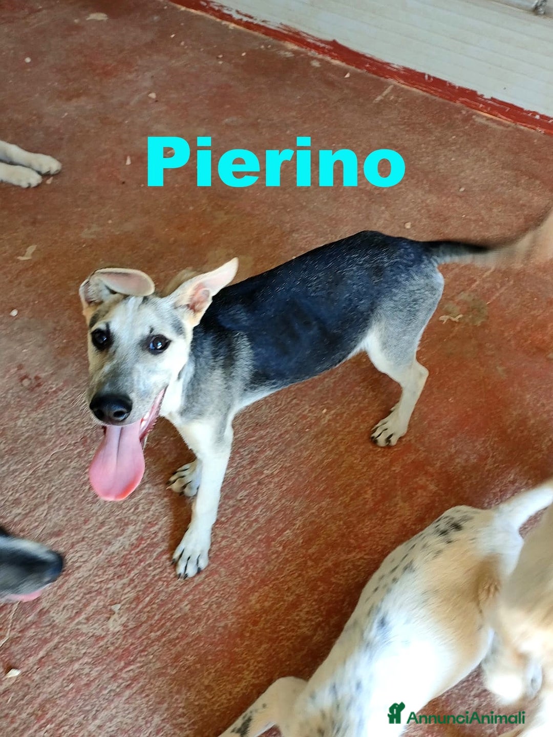 Altre razze cani in regalo: Pierino cucciolo simil lupetto a Città metropolitana di Milano - Immagine 1